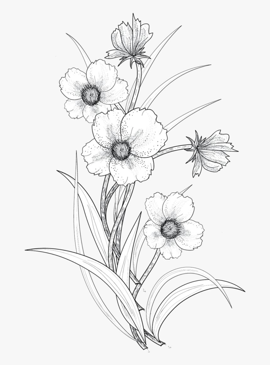 Flower Drawing Transparent, HD Png Download, Free Download