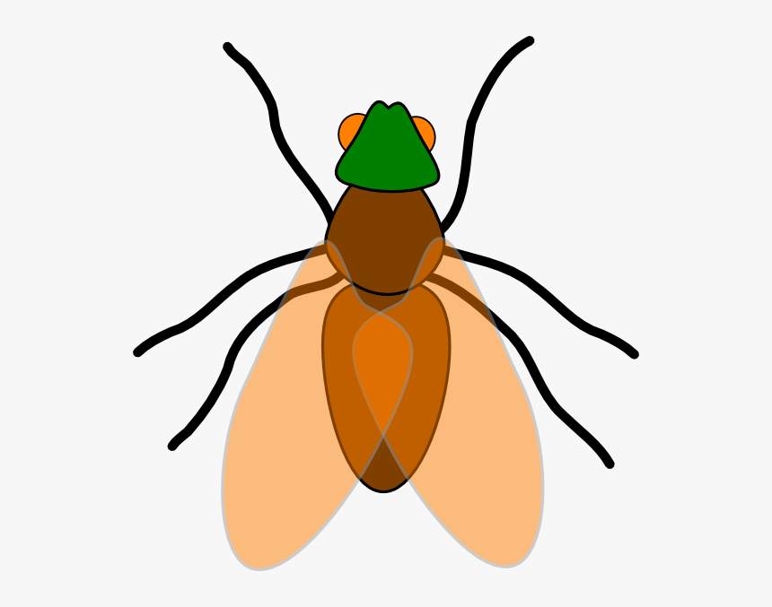 Bugs Flying Cliparts - Fly Insect Clipart, HD Png Download, Free Download