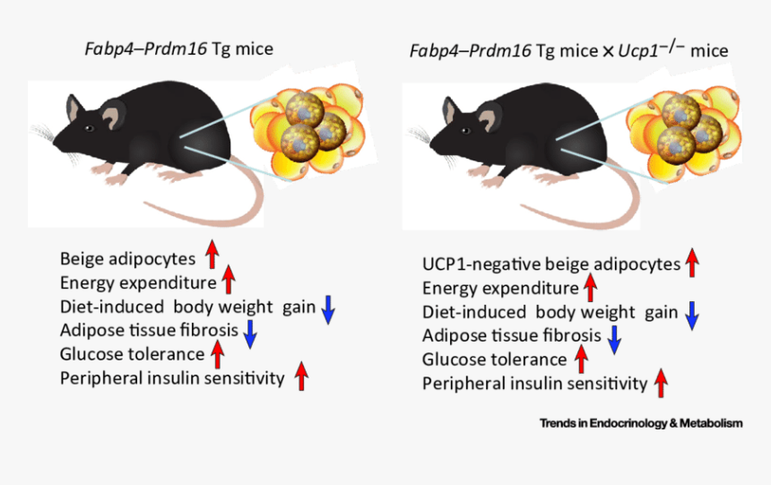 Transparent Fat Clipart - Beige Adipocyte Mouse, HD Png Download, Free Download