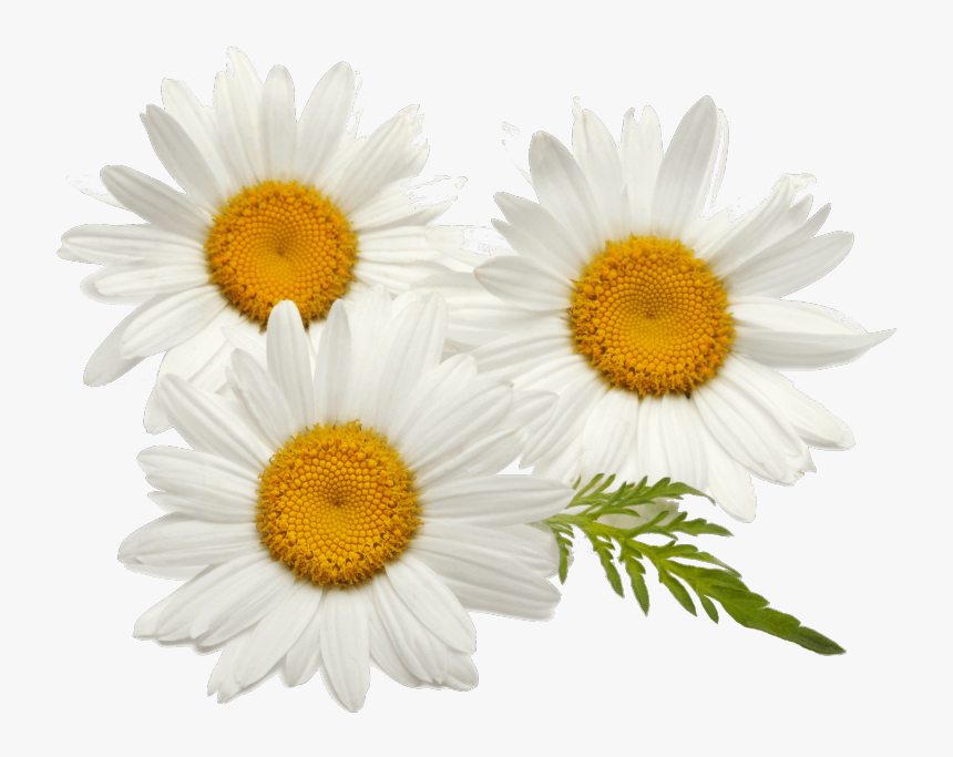 Find Out More - Fleurs De Camomille, HD Png Download, Free Download