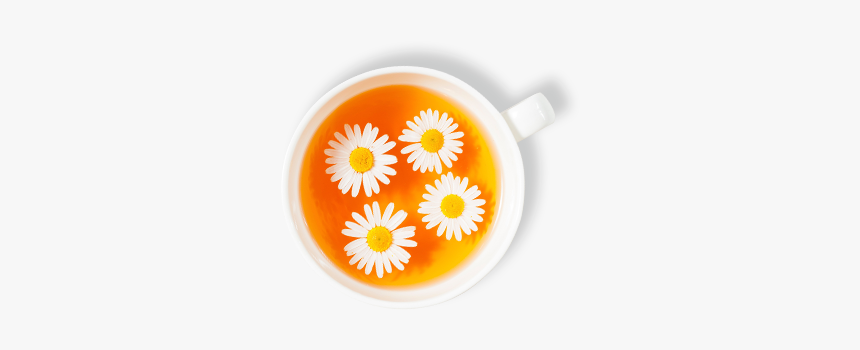 Dummy - Chamomile Tea Top View, HD Png Download, Free Download