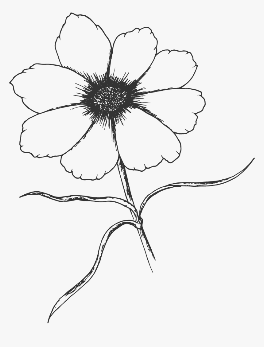 Cd Chamomile - Oxeye Daisy, HD Png Download, Free Download