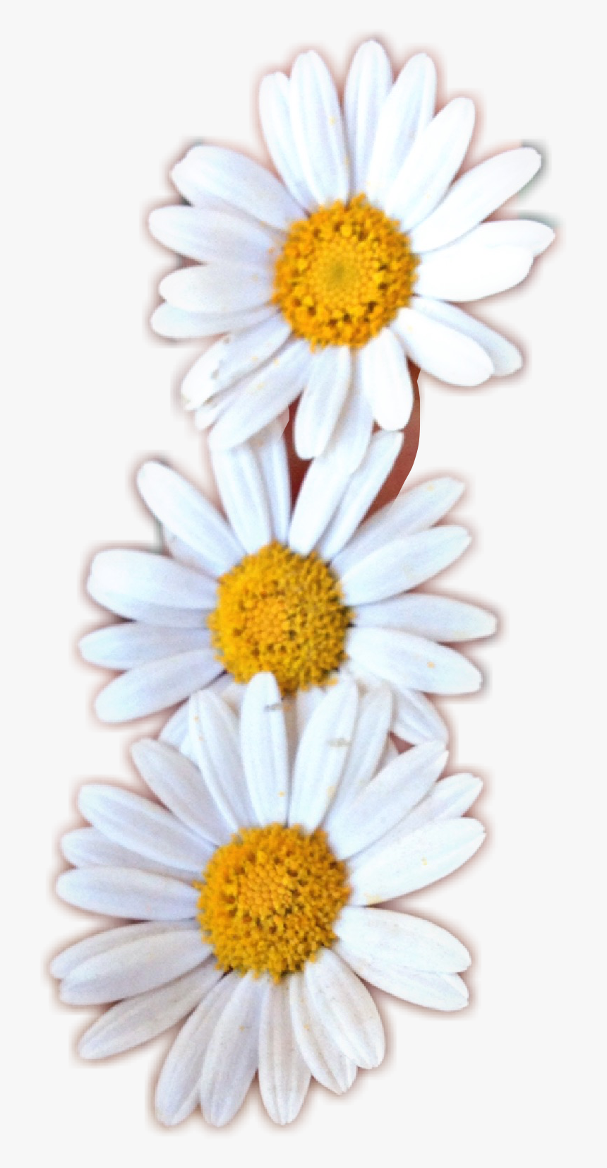 Oxeye Daisy, HD Png Download, Free Download