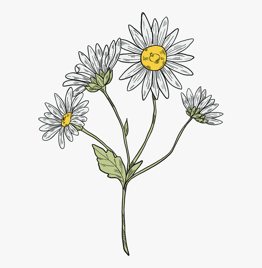 Daisy Plant Clipart - Oxeye Daisy, HD Png Download, Free Download