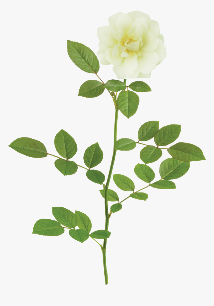 Pop Drift Branch - Rose Flower Png Form, Transparent Png, Free Download