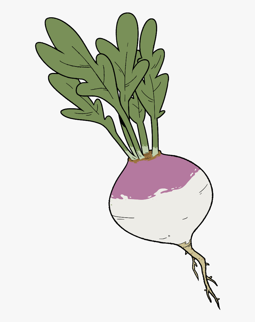 Turnip, HD Png Download, Free Download