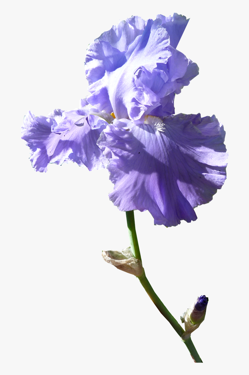 Iris Flower Dark Mauve - Purple Iris Flower Png, Transparent Png, Free Download
