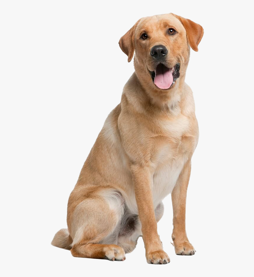 Labrador Retriever Png Pic - Dog Breeds Labrador, Transparent Png, Free Download