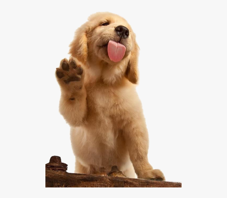 Golden Puppy Labrador Brown Dog Cat Flat-coated Clipart - Golden Retriever Png, Transparent Png, Free Download