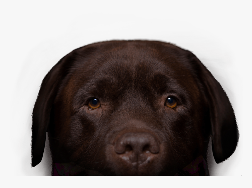 Labrador Retriever , Png Download - Transparent Chocolate Labrador Png, Png Download, Free Download