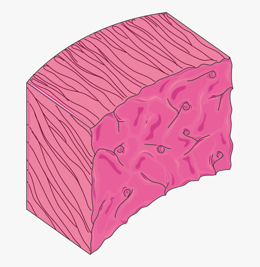Tunique Coeur - Myocardium Png, Transparent Png, Free Download
