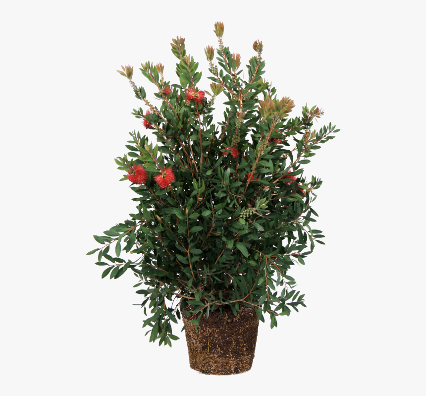 Lampenpoetser - Bottlebush, HD Png Download, Free Download