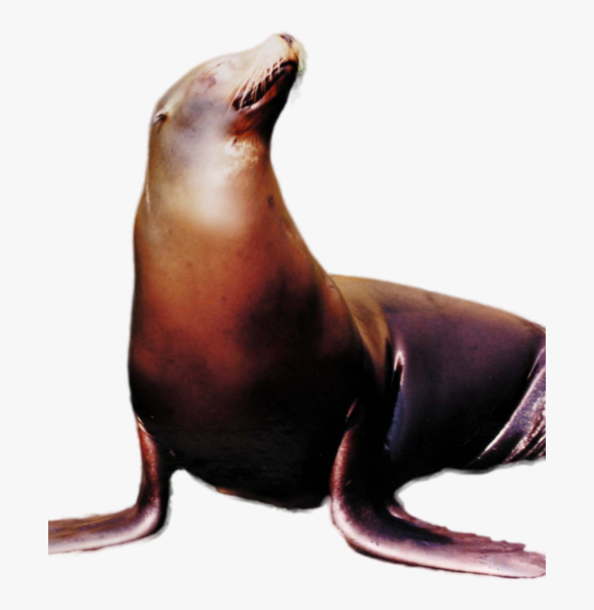 Hungry Shark Fanon Wiki - California Sea Lion, HD Png Download, Free Download