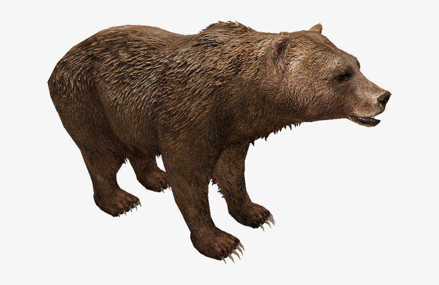 Eurasian Brown Bear - Grizzly Bear, HD Png Download, Free Download