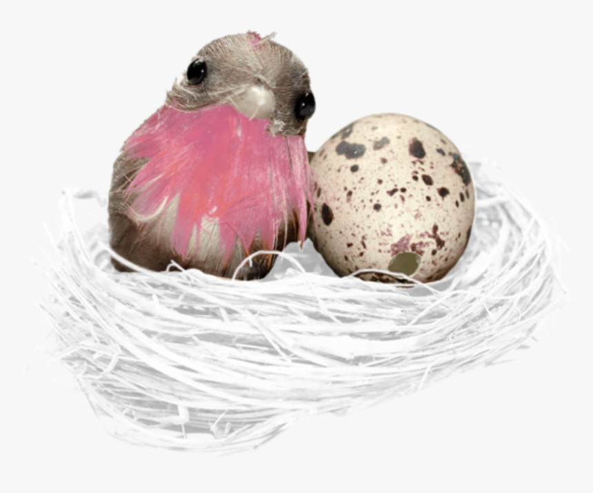 #bird #nest #egg #freetoedit - Bird Nest, HD Png Download, Free Download