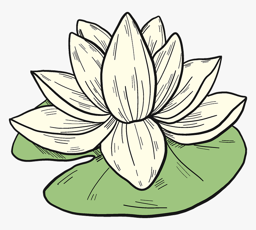White Water Lily Clipart - Sacred Lotus, HD Png Download, Free Download