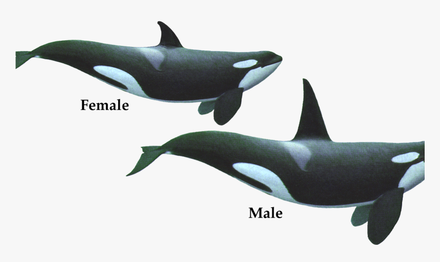 Couple Of Killer Whale Png Image Hd Wallpaper Download - Orca Female And Male, Transparent Png, Free Download