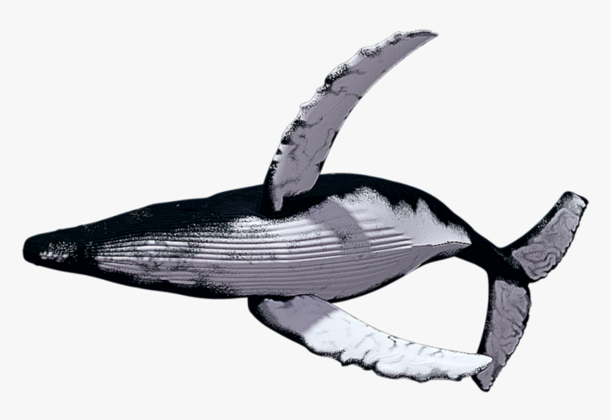 Humpback Whales Png, Transparent Png, Free Download