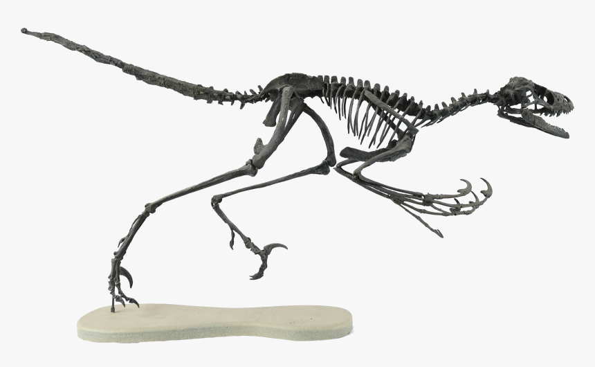 Transparent Dinosaur Bones Png - Bambiraptor Skeleton, Png Download, Free Download