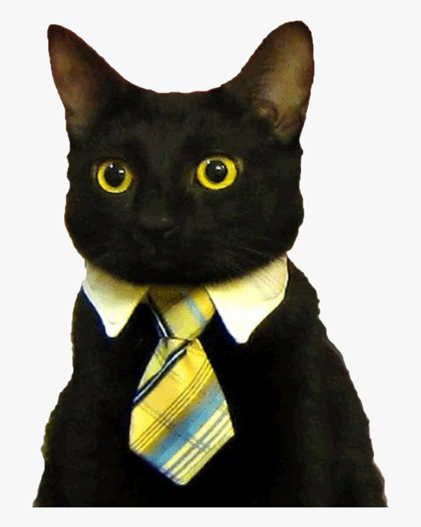 Good Morning Funny Cat , Png Download - Business Cat Meme Blank, Transparent Png, Free Download