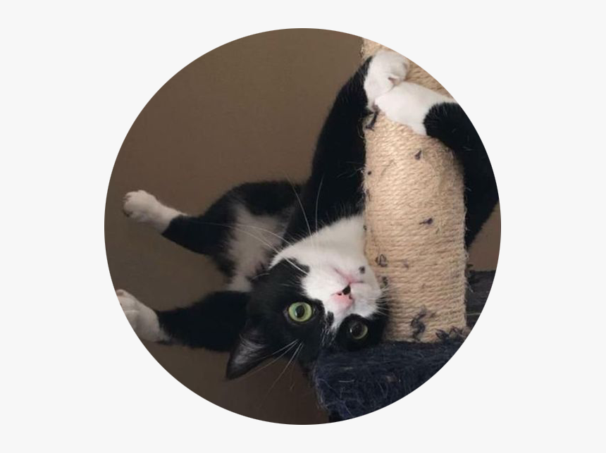 Cat Snapchats Funny Cats, HD Png Download, Free Download