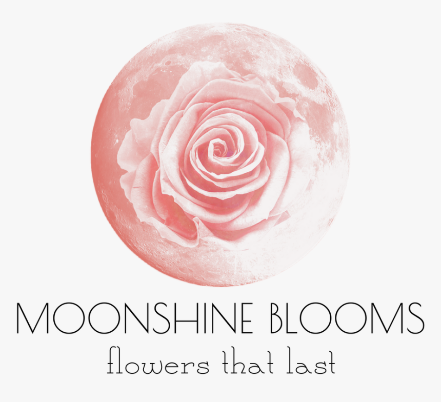 Garden Roses, HD Png Download, Free Download