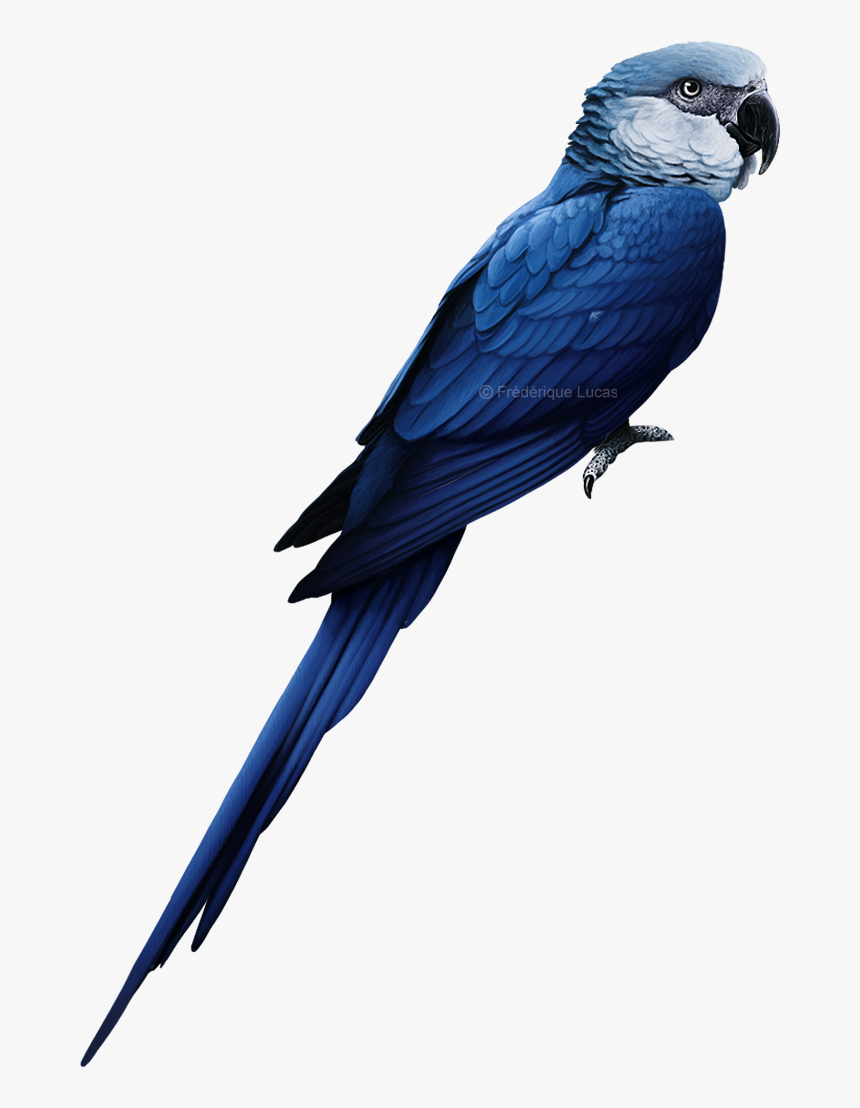 Spix Macaw Transparent Background, HD Png Download, Free Download