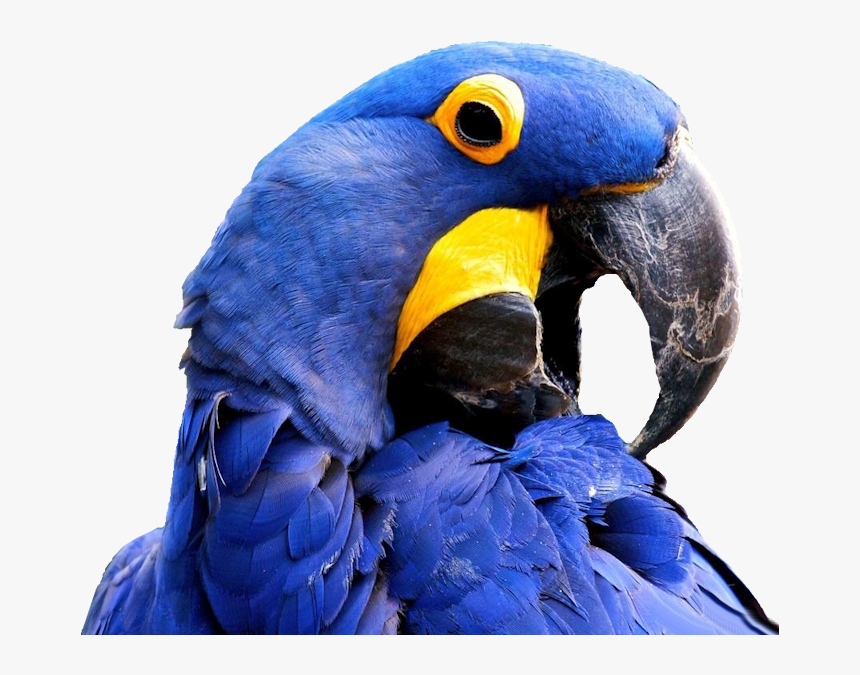 Hyacinth Macaw Hd, HD Png Download, Free Download