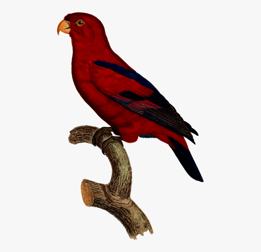 Macaw,parrot,beak - Parrots, HD Png Download, Free Download