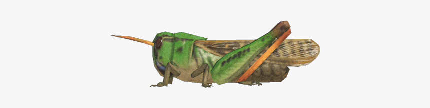 Migratory Locust Nh - Grasshopper Animal Crossing New Horizons, HD Png Download, Free Download