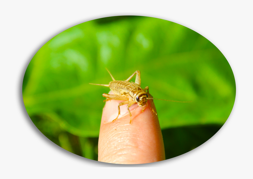 Cricket Bug Png, Transparent Png, Free Download