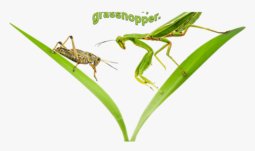 Grasshopper, HD Png Download, Free Download