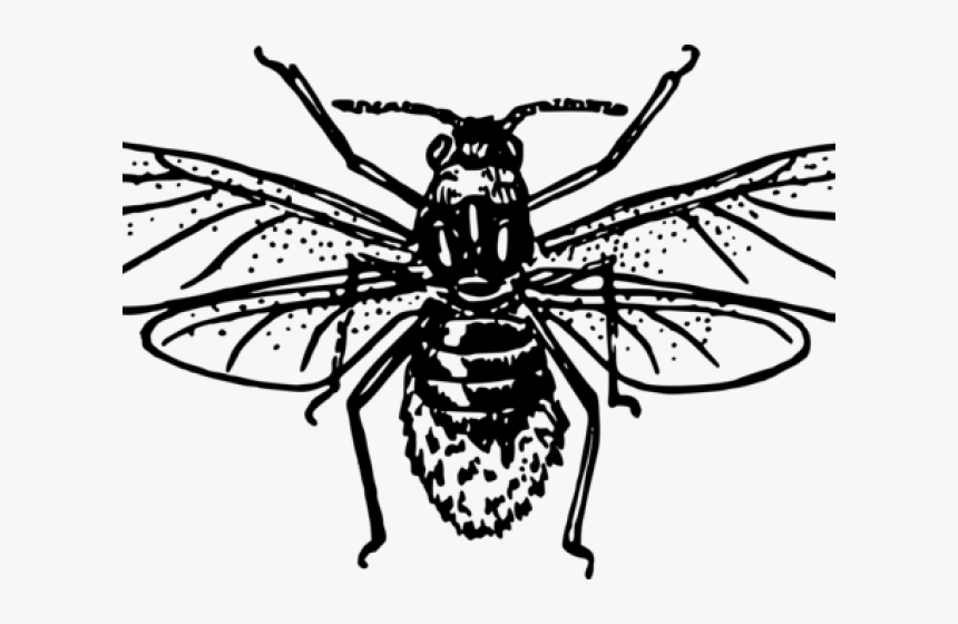 Aphid Clipart, HD Png Download, Free Download