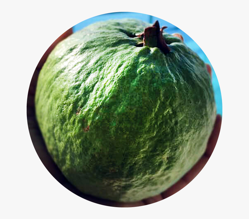 Watermelon, HD Png Download, Free Download