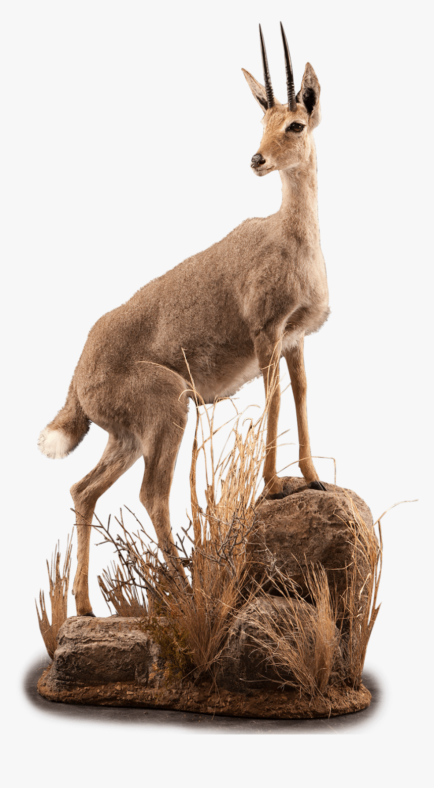 Vaal Rheebok On Rocks Taxidermy - Roe Deer, HD Png Download, Free Download