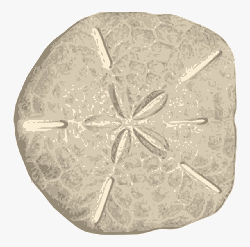 Sand Dollar, HD Png Download, Free Download