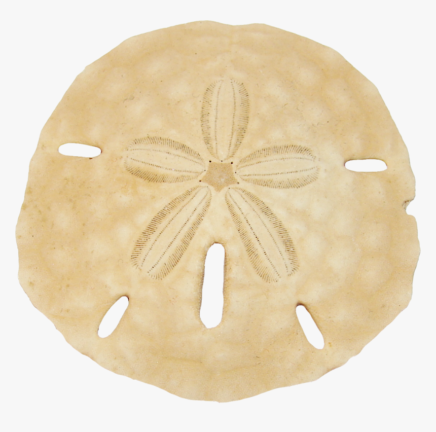 Download Dollar Sand Keyhole Free Hq Image Hq Png Image - Sand Dollar Transparent Background, Png Download, Free Download