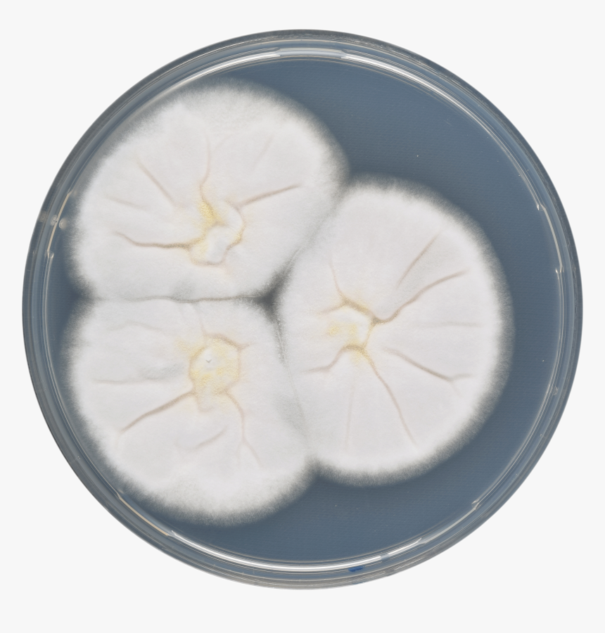 Aspergillus Sulphureus Cya - Sand Dollar, HD Png Download, Free Download