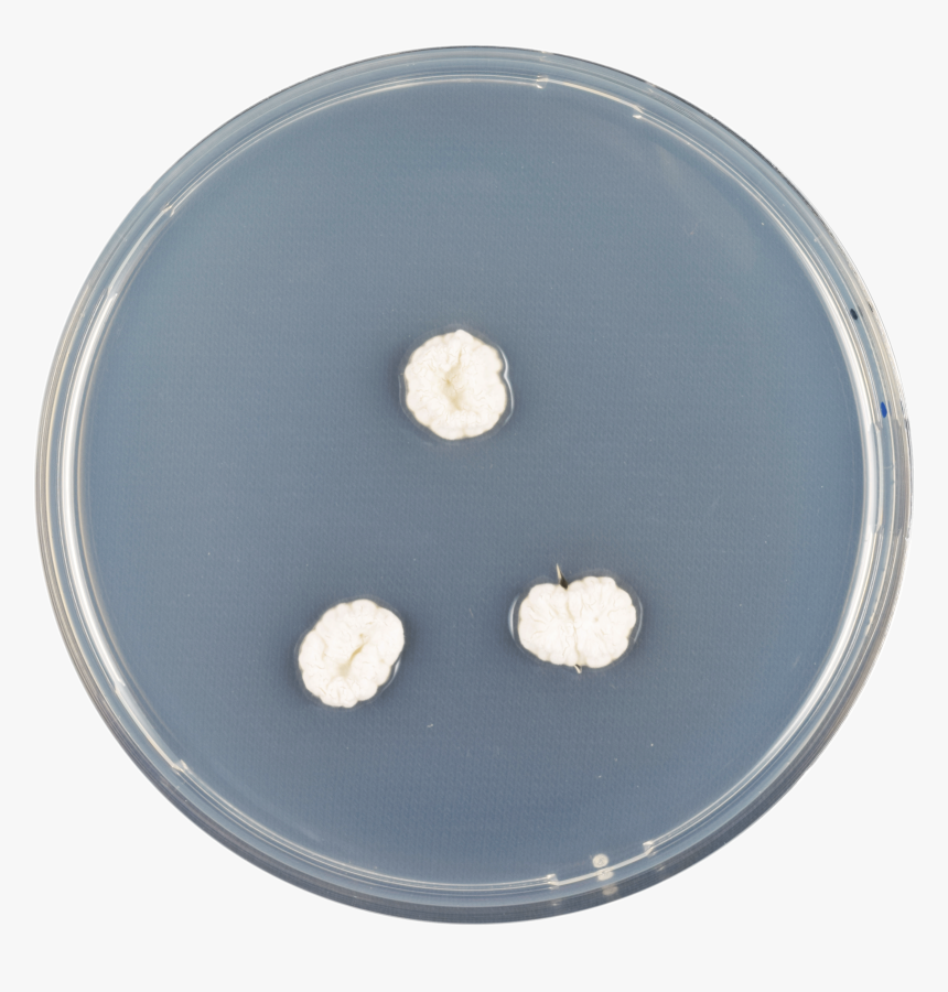 Aspergillus Ambiguus Cya - Circle, HD Png Download, Free Download