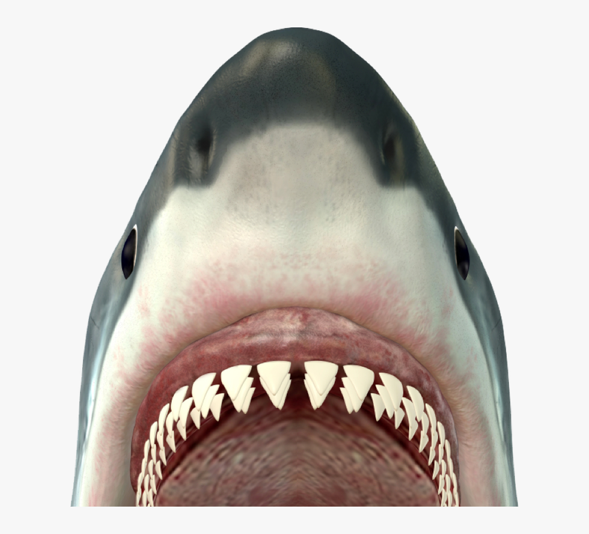 Revise & Edit - Shark Jaws, HD Png Download, Free Download