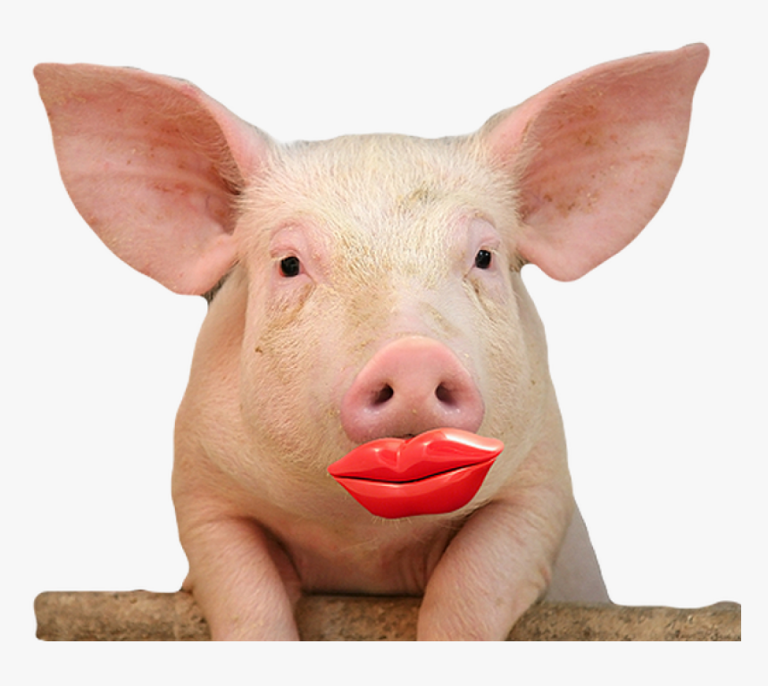 Lipstick On A Pig, HD Png Download, Free Download