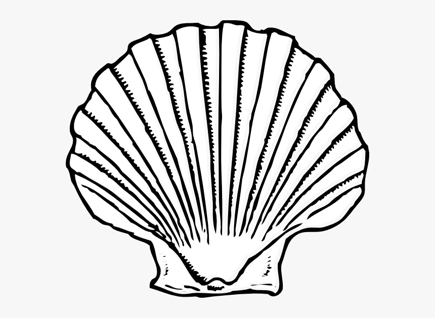 Shell Clipart Blue Sea - Seashell Clipart Black And White Png, Transparent Png, Free Download