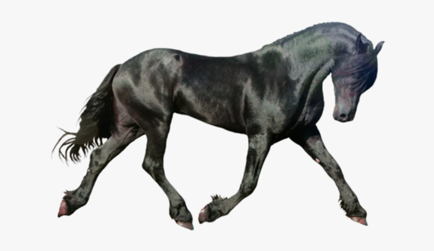 Dark Horse Png Download - Black Horse Running, Transparent Png, Free Download