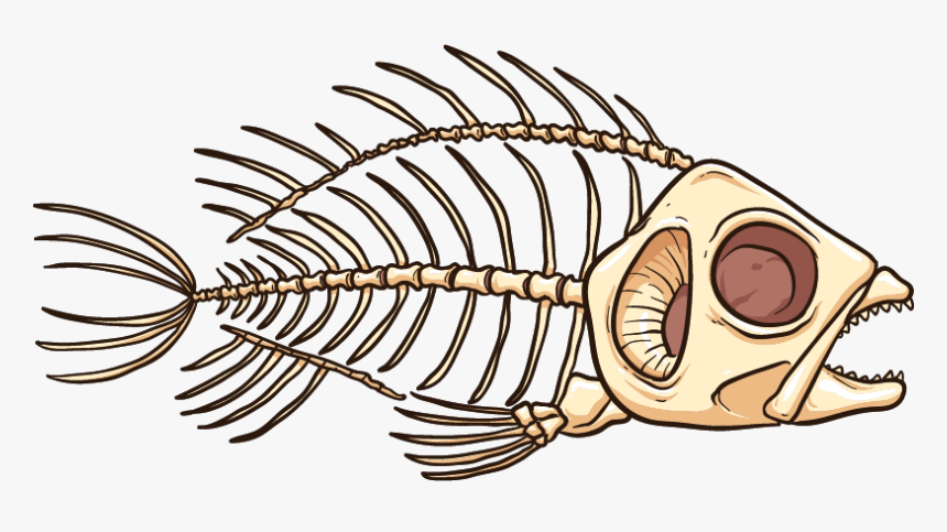 Fish Skeleton Png, Transparent Png, Free Download