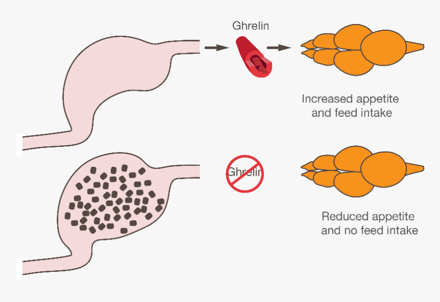 Fish Ghrelin, Hd Png Download, Transparent Png, Free Download
