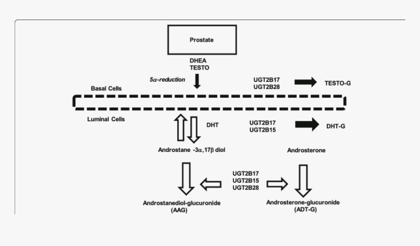 Dht Ugt2b15, HD Png Download, Free Download