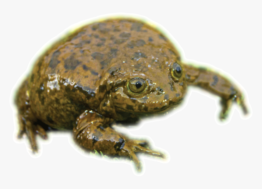 Eastern Spadefoot, HD Png Download, Free Download