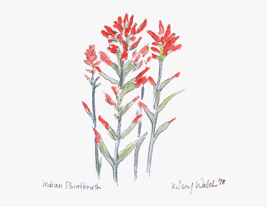 Indianpaintbrush Nobg Website, HD Png Download, Free Download
