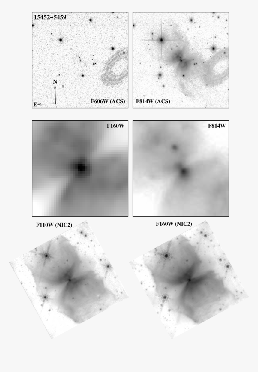 Ant, HD Png Download, Free Download