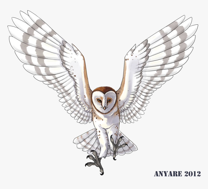 Barn Owl, HD Png Download, Free Download